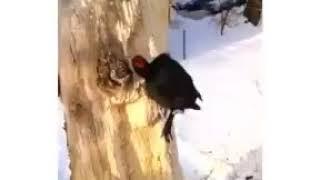 Чёрный дятел красноголовик лечит дерево.