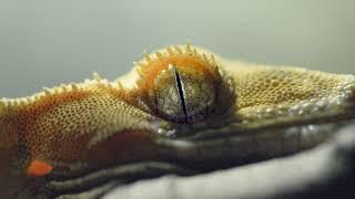 THE SECRET LIFE OF CRESTED GECKO- Short Documentary