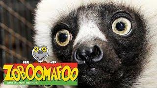  Zoboomafoo  Season 1 Episode 1-5 Full Episode Compilation | Kids TV Shows