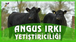 Hayvancılık Dünyası - Angus Irkı Yetiştiriciliği