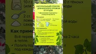  НАТУРАЛЬНЫЙ СПОСОБ ПОВЫСИТЬ УРОЖАЙ ОГУРЦОВ