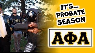 It's Probate Season! ️🟡 #alphaphialpha | #experiencebsu