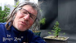 My Dawn Redwood as Bonsai, The Bonsai Zone, April 2025