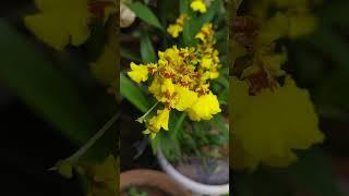 #butiful #flower #colorful #nature #orchid #videos #flowers