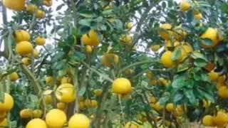 Cần Phải Trồng Bưởi Diễn Chiết Cành, Tư Vấn Cách Chọn Giống Chuẩn Từ Vua Bưởi Diễn: 096.239.2038
