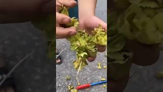 [나무] 요즘 보기 힘든 개암나무 열매  Corylus heterophylla