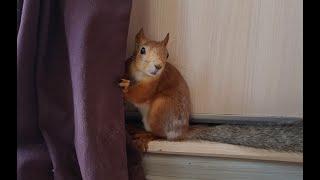 Белка пищит, ругается на моего мужа...!  Squirrel squeaks