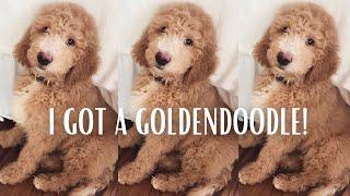 I GOT A GOLDENDOODLE! | New Puppy Haul/Picking Up My Goldendoodle Puppy Vlog + 1 Week Update