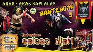 Bantengan Arak Arak Sapi Alas Vol. 3  |  Galogo Djati