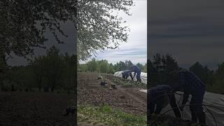 Весна ,  рассада, огород #тесамыеизбрянска #титовка