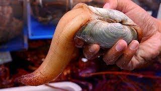 Japanese Street Food GEODUCK SASHIMI Seafood Japan