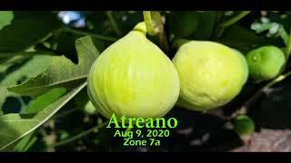 Atreano fig - Leaf pattern and Cutting into ripe fig