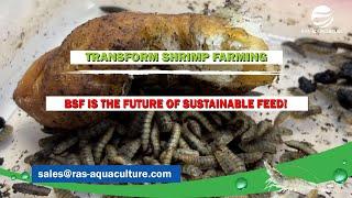 Transform Shrimp Farming: BSF is the Future of Sustainable Feed!