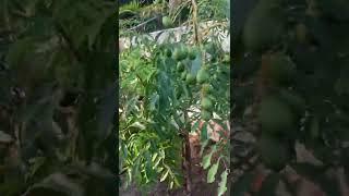 Spondias Cytherea