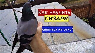 Как просто научить голубя сизаря садиться на руку