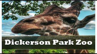 Dickerson Park Zoo – Springfield, MO: Wandering Walks of Wonder Slow TV Walking Tour 4K