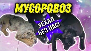 Щенки лабрадора спасенные из мусорного бака. Что с ними стало?