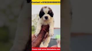 American Akita, Siberian Husky or St. Bernard की देखभाल india में करना सबसे आसान है? #viral #shorts