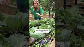 This kitchen garden is a DREAM and you can make it come true with my plant buying guide #garden