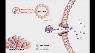 Anthelminthic drugs animation: Mebendazole and Albendazole