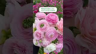 Have you ever tried growing ranunculus? #ranunculus #flowergardening #cutflowers #gartenarbeit