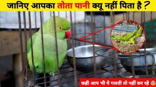 Why parrot don't drink water || क्या आपका तोता पानी नहीं पिता है ?