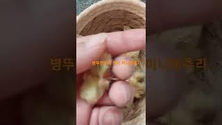 병뚜껑보다 작은 미니메추리 #button quail #메추리 #병아리 #부화