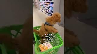 After moving to France, this pup is now the cutest shopping helper! #shorts #cutedog #france