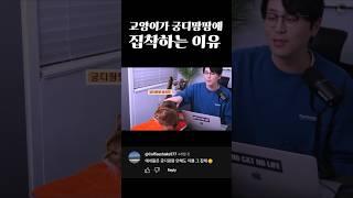 고양이가 궁디팡팡에 집착하는 이유