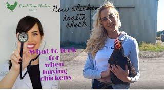 What to look for when buying chickens - chicken health check advice