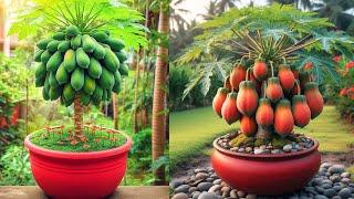 Great tips for growing super dwarf papaya plants in pots | how to grow papaya in pots