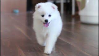 Cute American Eskimo Puppy's First Days At Home