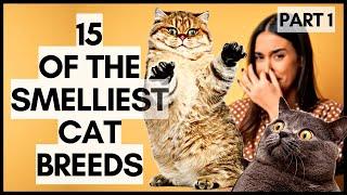 15 of the Smelliest Cat Breeds (Part 1)