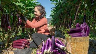 Harvest Eggplants, go to the market sell, cooking | Emma Daily Life