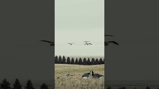 Geese hunting season 2024 #northamerica #outdoors #geesehunting #season2024 #caza #chasse #caccia