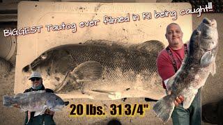 BIGGEST Tautog ever filmed in RI being caught!!!