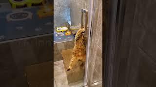 #04 smart cats video  #cat #funny #video #shorts #open #doors