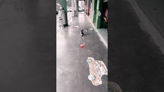 come here feed stray cat #catlover #cat #shortsvideo