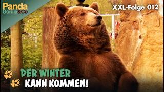 XXL-Winter-Spezial: Vorhang auf für die Wintertiere im Zoo | Panda, Gorilla & Co.