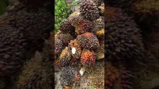BUAH UNGGUL DENGAN KEPADATAN YANG BAIK #lahansawit #sawit #bibitsawitunggul