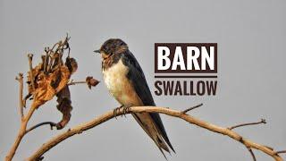 Barn Swallow  (Hirundo rustica) Beautiful Close up