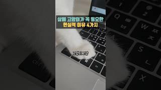 삶에 고양이가 꼭 필요한 이유 4가지  #고양이키우는이유 #고양이집사