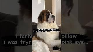 I Farted On Your Pillow ??  Funny Dog Videos 2023 #funnydogvideo #shorts #funnyshorts #funnyvideo