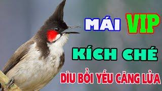 CHÀO MÀO MÁI KÍCH TRỐNG CĂNG LỬA - CÁCH KÍCH CHÀO MÀO SỔ BỌNG, CĂNG LỬA, HÓT CHÉ #chàomàohót