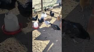 Feeding my Chickens  in the early morning .