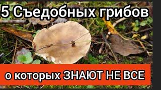 5 СЪЕДОБНЫХ грибов, о которых знают не все