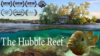 The Hubble Reef - Cohabitation Among the Waves of Squam Lake, NH