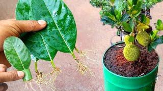 How to Grow Jackfruit From Jackfruit leaves Using Aloe Vera Hormone | Best Natural Rooting Hormone