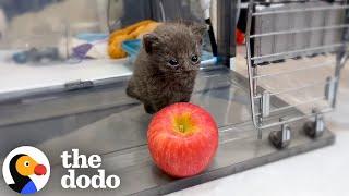 Premature Kitten The Size Of An Apple Is Full of Personality | The Dodo