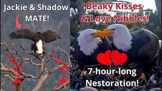 Shadow is Back! Jackie & Shadow MATE!️7-hour-long Nestoration, Love Nibbles, 8 Sticks& Fiona ️